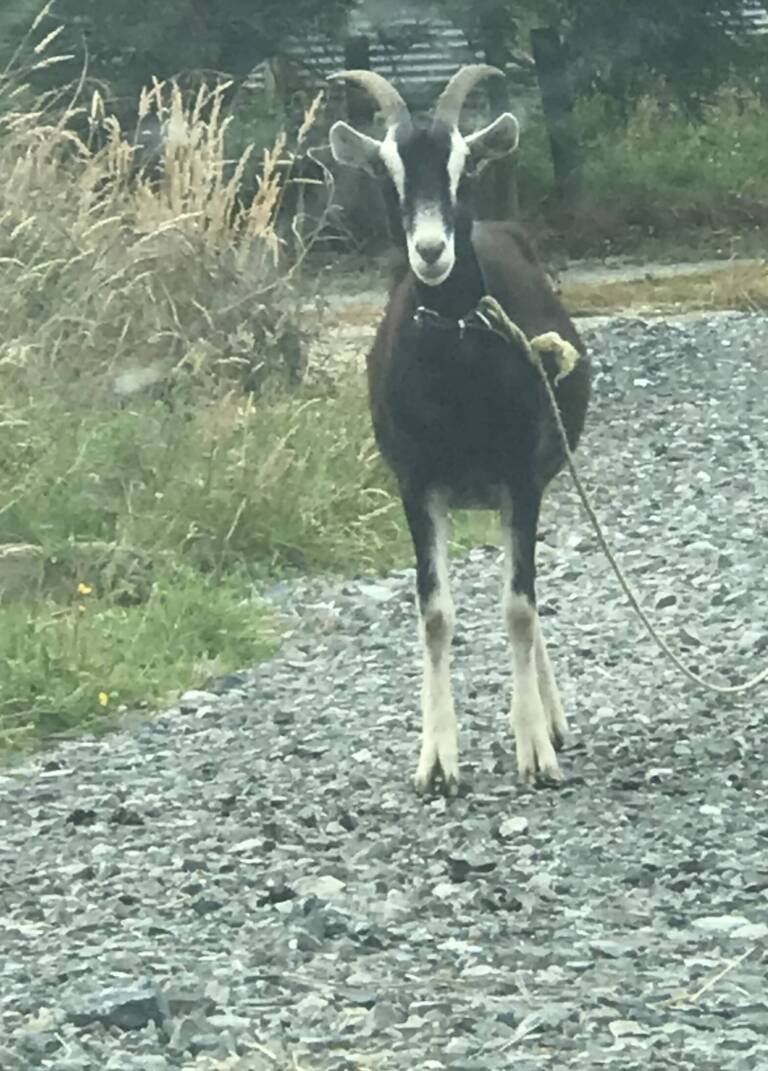Goaty, the goat!