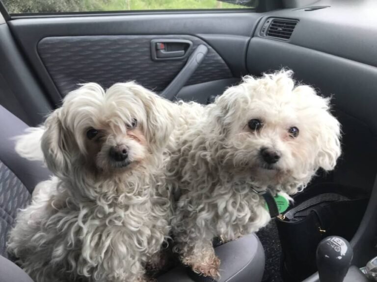 Polly, left, and Bella ready for a ride.