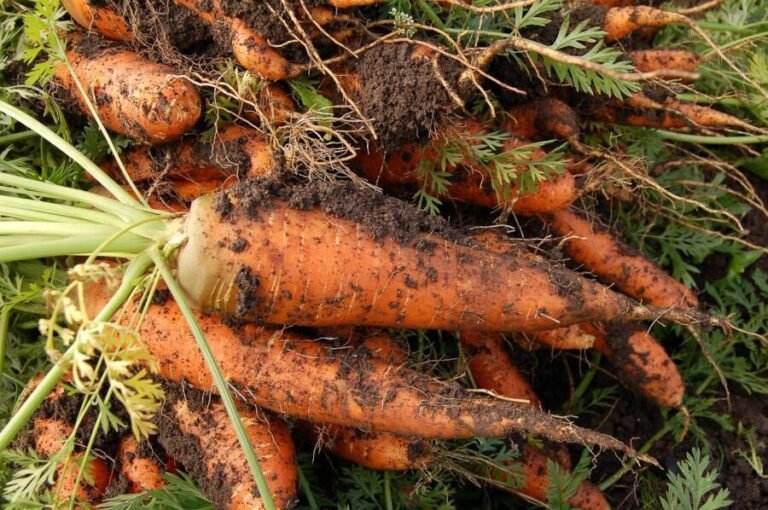 10 Things I Did To Love Myself This Summer So I Could Get Back To Creating 11 Carrot, Vegetable Garden, Plant-551661.Jpg